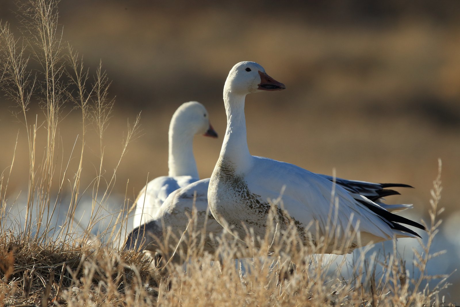 How AI-Powered Wildlife Photography is Changing Field Research (and What It Means for Your Workflow)
