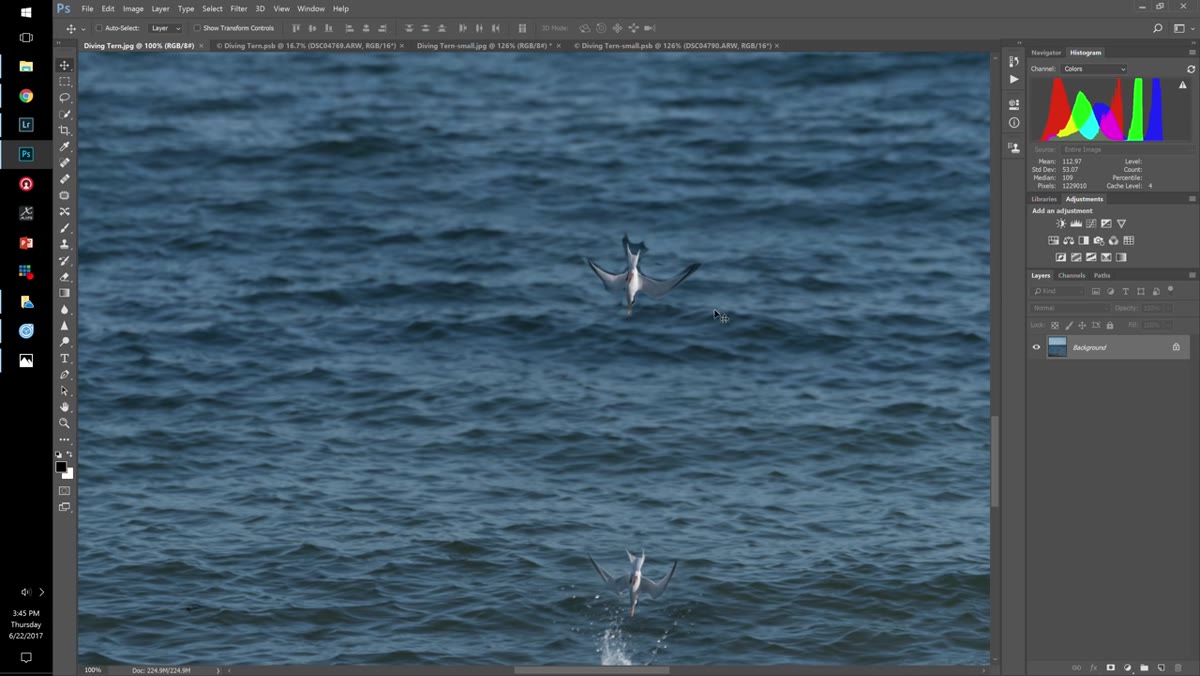 Close-up of the completed bird stacking composite at 1:1 zoom