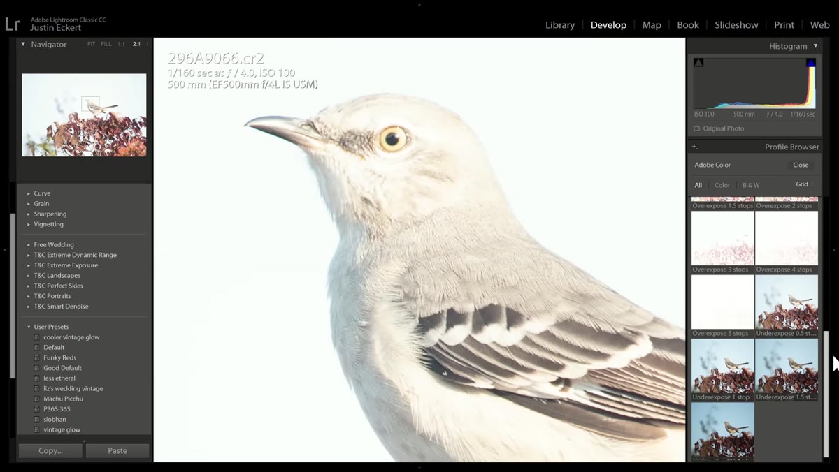 Lightroom profile panel open showing thumbnail previews