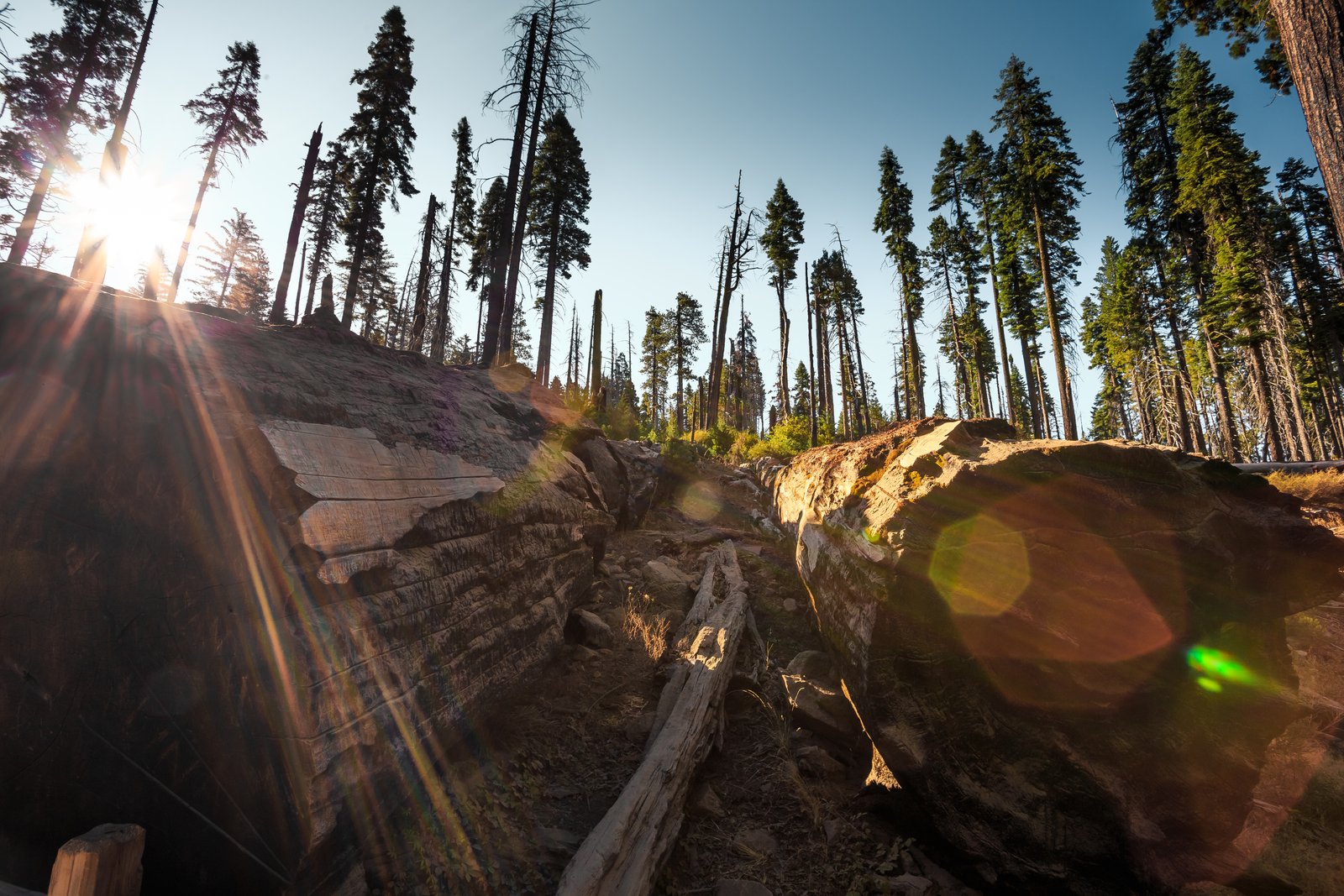 Understanding Lens Flare: Why Modern Glass Creates Those Dreamy Light Artifacts
