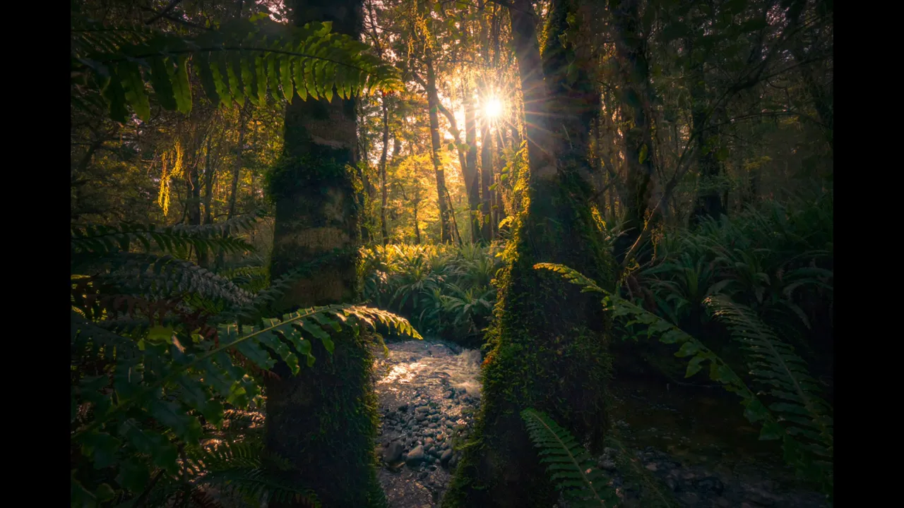 forrest image with sun shining through