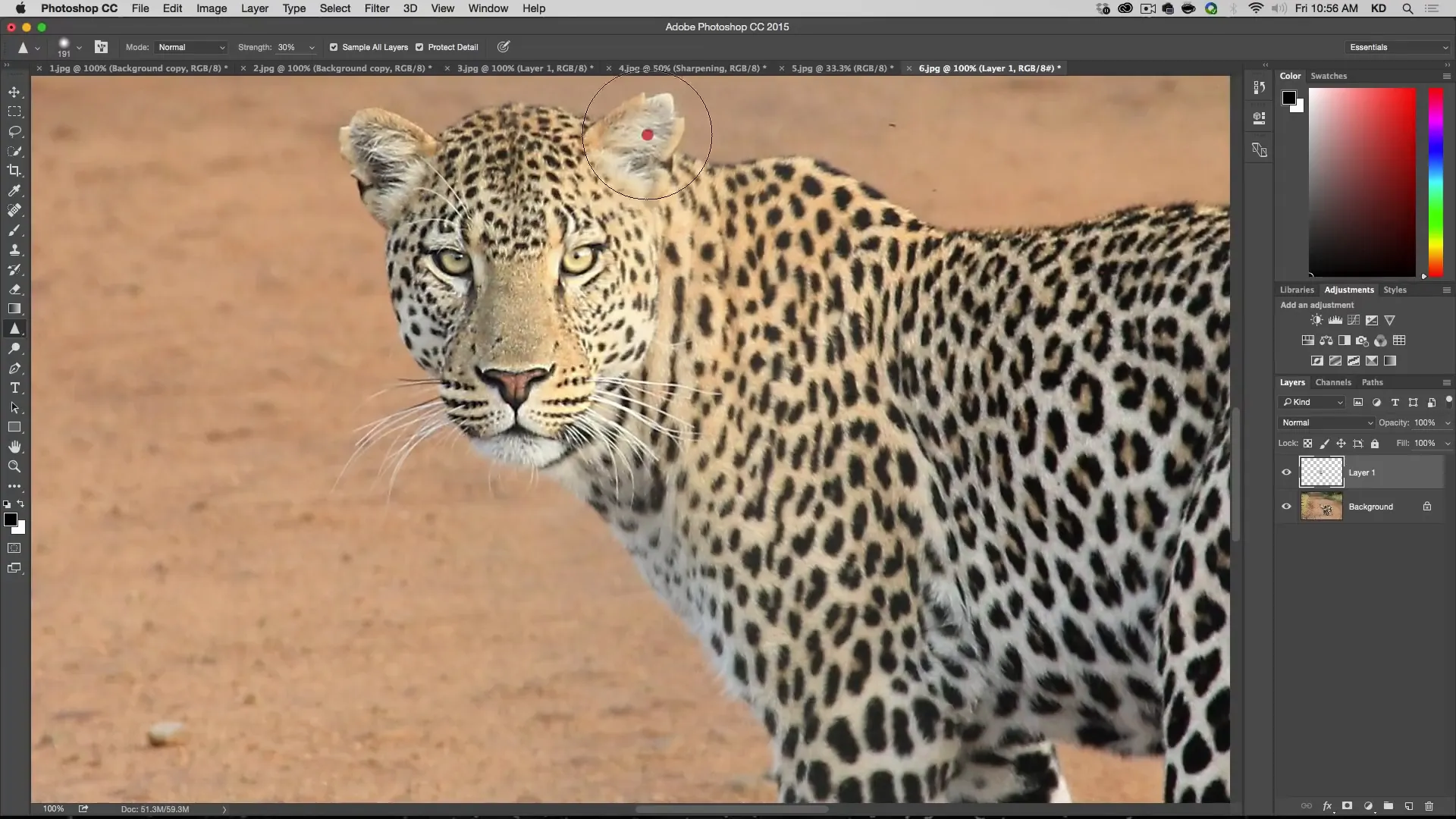 tiger that needs to be sharpened in Photoshop